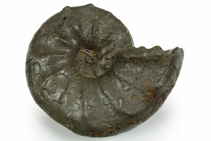 Triassic Ammonite (Ceratites praenodosus) Fossil - Germany #351230